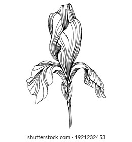 iris flower. Floral botanical flower. Isolated illustration element. Vector hand drawing wildflower for background, texture, wrapper pattern, frame or border.