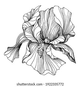 flor iris. Flor botánica floral. Elemento de ilustración aislado. Flor silvestre de dibujo manual vectorial para fondo, textura, patrón envolvente, marco o borde.