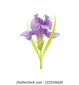 Iris flower, floral icon. Realistic cartoon cute plant blossom, spring, summer garden symbol. Vector illustration for greeting card, t shirt print, decoration design. Isolated on white background.