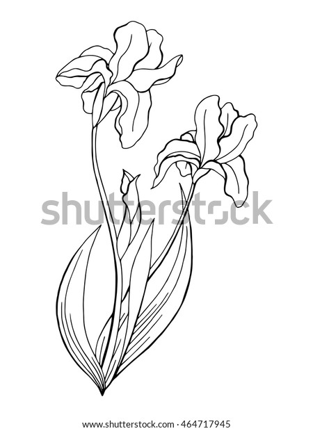 アヤメの花のグラフィックアート 白黒のイラストベクター画像 のベクター画像素材 ロイヤリティフリー 464717945