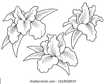 Conjunto de ilustración de boceto aislado blanco negro gráfico de flor de iris Vector