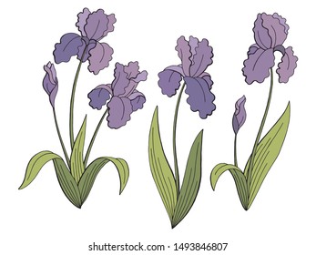 Iris flower graphic. color isolated sketch illustration set vector