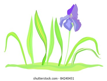 Iris flower with green grass