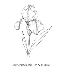 
Iris flower hand drawing continuous line art drawing isolated on white background. Botanical sketch. Vector illustration