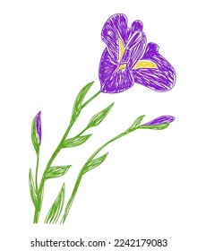 Iris flower. Hand drawn floral vector illustration. Pen or marker sketch. Hand drawn design print. Natural pencil drawing