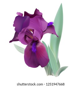 Iris flower. Hand drawn realistic vector illustration of delicate purple bloom with rippled petals on white background.
