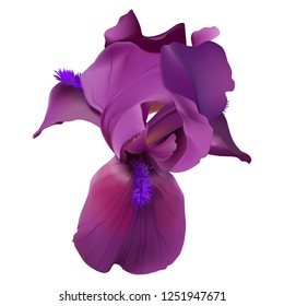 Iris flower. Hand drawn realistic vector illustration of delicate purple bloom with rippled petals on white background.
