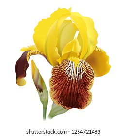 Iris flower. Hand drawn realistic vector illustration of delicate yellow bloom with rippled petals on white background.
