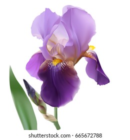 Iris flower.
Hand drawn vector illustration in realistic style, on transparent background.