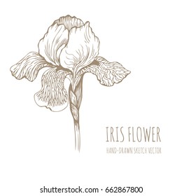 Iris flower. Hand-drawn vector sketch.
