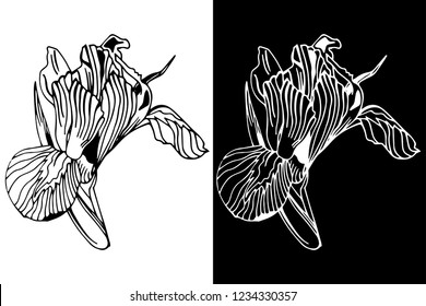 iris flower herb floral hand drawn sketch black and white doodle