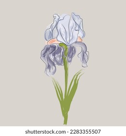 An iris flower highlighted on a white background. Colorful vector illustration.