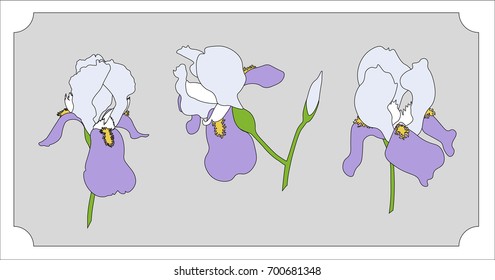 Iris flower illustration for greeting cards. Isolated set of iris flowers.