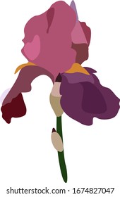 Iris flower, illustration, vector on white background.