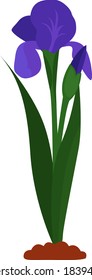 Iris flower, illustration, vector on white background
