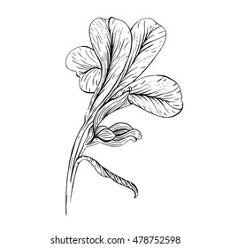 Iris flower ink sketch on white background. Vector illustration for your design