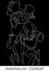 Iris flower. The interaction of the white line and the black sheet. Vector illustration
