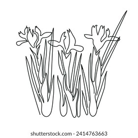 Iris flower or iridodictyum or iris reticulata vector illustration in simple minimal continuous outline line style. Vector illustration of spring flowers drawn by one line isolated on white background