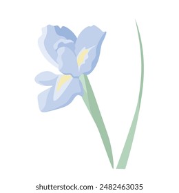 Iris flower, isolate on white, muted colors, flat style