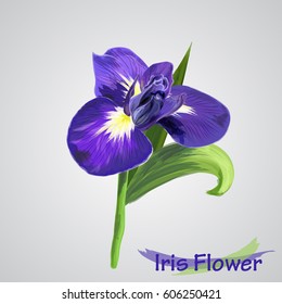 Iris flower isolated. Hand drawn style