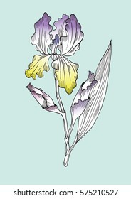 Flor da íris isolada em fundo verde. Ilustração desenhada à mão para design floral. Para convites, cartões de felicitações, têxteis, papel e embalagem
