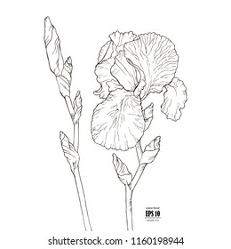 Iris flower isolated on white background. Hand drawn black and white line illustration for floral design. For invitation, greeting cards, textile, paper and wrapping.