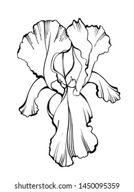 Iris flower isolated on white background. Sketch style. Line art. Hand drawn illustration for floral design. For invitation, greeting cards, textile, paper and wrapping