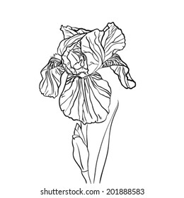  Iris flower isolated on white background, vector design