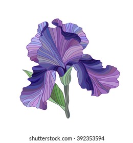 Iris Flower isolated on white. Spring floral vector illustration. Fleur de lis. Beautiful purple  plant.