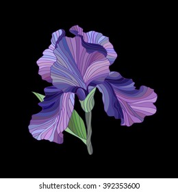 Iris Flower isolated on white. Spring floral vector illustration. Fleur de lis. Beautiful purple  plant.