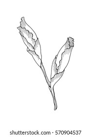 Iris flower isolated on white background. Hand drawn illustration for floral design. For invitation, greeting cards, textile, paper and wrapping.