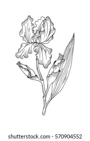 Iris flower isolated on white background. Hand drawn illustration for floral design. For invitation, greeting cards, textile, paper and wrapping.