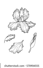 Iris flower isolated on white background. Hand drawn illustration for floral design. For invitation, greeting cards, textile, paper and wrapping.