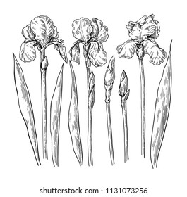 Iris flower and leaves drawing. Vector hand drawn engraved floral set. Garden bloom. Botanical  Black ink sketch. Great for tattoo, invitations, greeting cards, decor