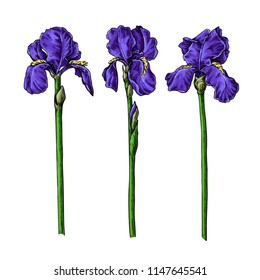 Iris flower and leaves drawing. Vector hand drawn  floral object. Garden bloom. Botanical sketch. Great for tattoo, invitations, greeting cards, decor