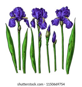 Iris flower and leaves drawing. Vector hand drawn  floral object. Garden bloom. Botanical sketch. Great for tattoo, invitations, greeting cards, decor