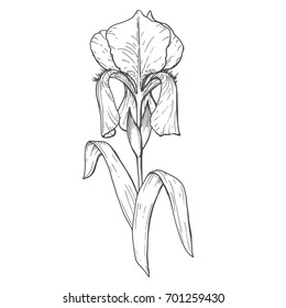 Iris flower with leaves, hand drawn monochrome botanical illustration isolated on white background. Vintage vector design.
