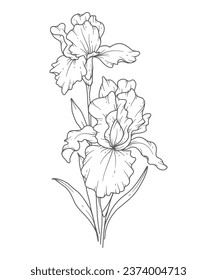 Iris flower Line Art. Iris outline Illustration. February Birth Month Flower. Iris outline isolated on white. Hand painted line art botanical illustration.