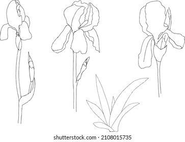 Iris-Blumenart, Skizze.