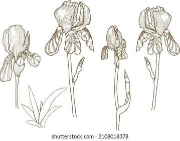 Iris flower line art stylisated, engrave