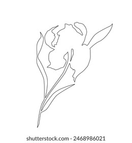 Iris flower, line art vector.