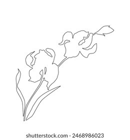 Iris flower, line art vector.