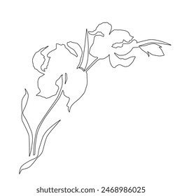 Iris flower, line art vector.