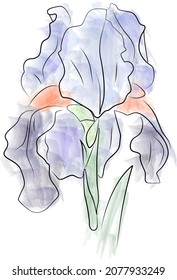 iris flower line art	 watercolor design logo icon plant