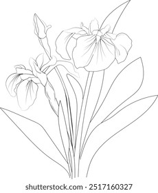 Desenhos da linha da flor da íris, pintados à mão arte da parede da flor da íris, flores da íris arte da parede botânica, bandeiras simples desenho da flor esboço desenho da íris da flor, bandeiras flores linha arte