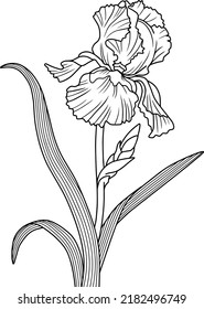 iris flower line vector illustration isolated on white background
