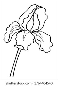 Flor de iris - ilustración vectorial lineal para colorear. Iris - una planta de jardín - un elemento para un libro de colorantes. Esquema. Dibujo manual