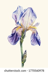 Macrobotánica de flor de iris, acuarela en vector