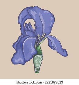 Iris flower. Made in vector graphics.