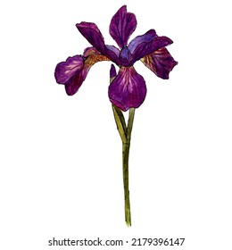 Iris Flower Made In Watercolor, Hand Drawn Iris Flower, Iris Painted With Liner And Watercolor